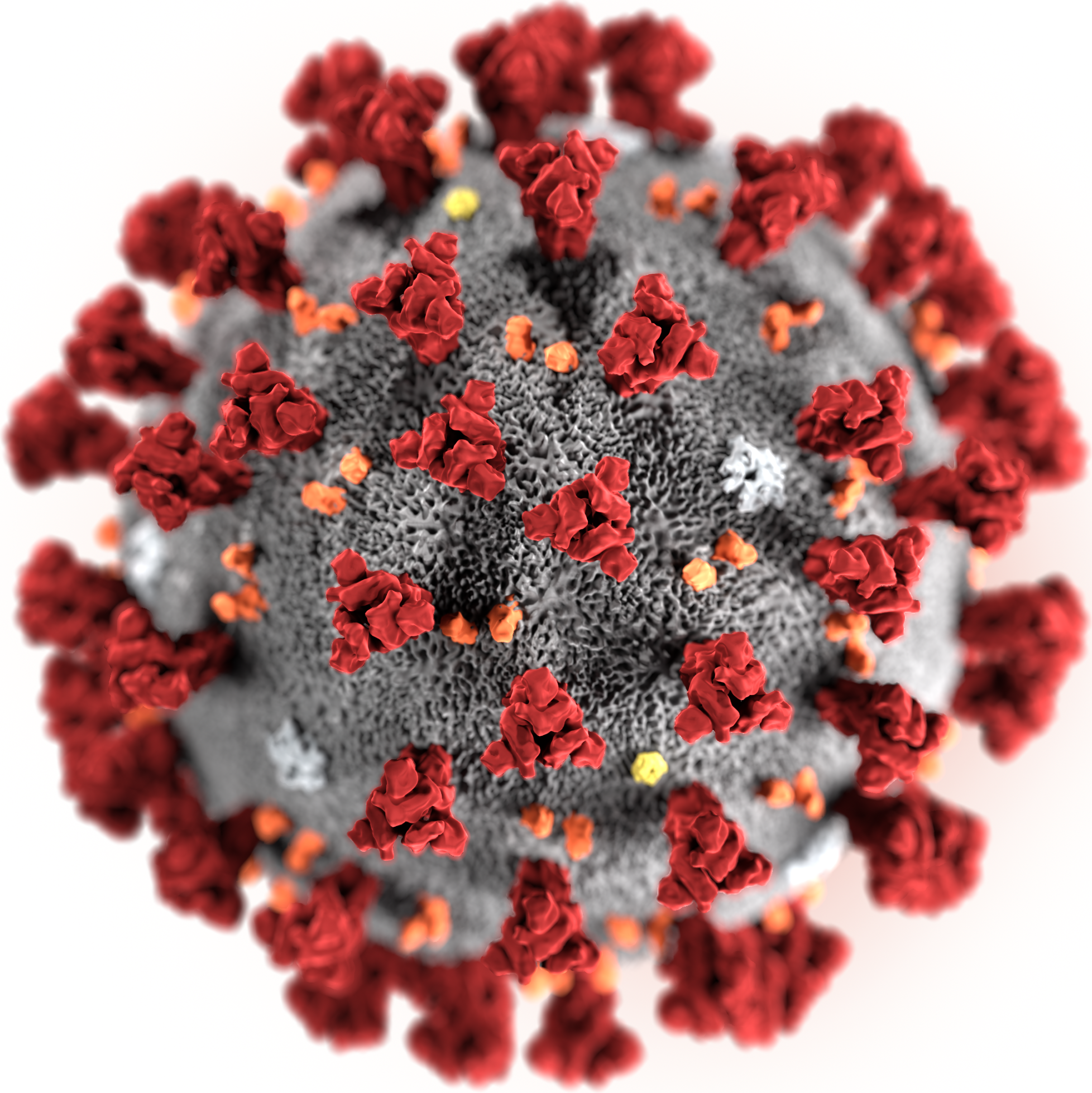 درباره منشأ ویروس کرونا چه می دانید؟